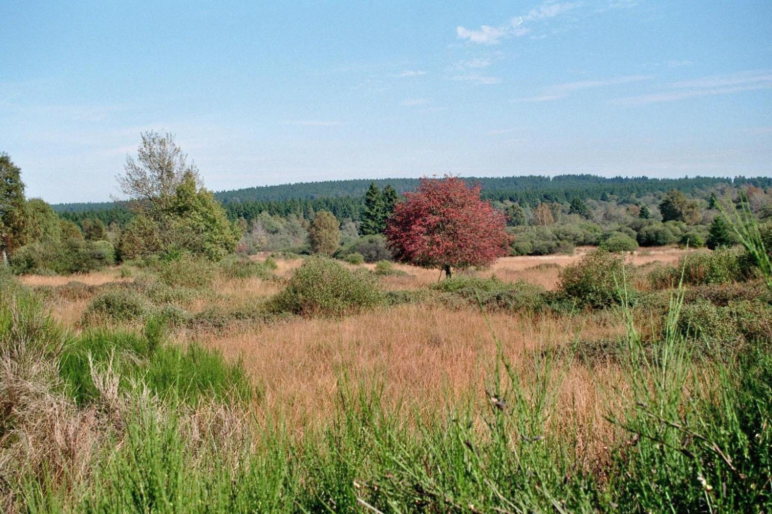 Waldhaus Anne Villa Nideggen Buitenkant foto